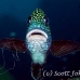 sweetlips_manyspotted_db_h_0705_png2232.jpg